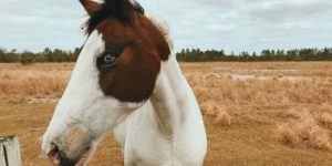 Raras e bonitas, algumas marcas nos cavalos se destacam