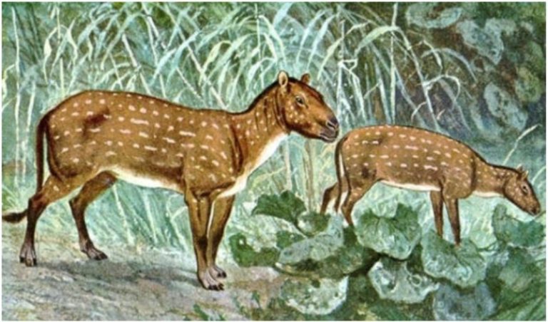 Uma breve história da evolução do ser equino