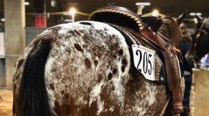 Campeonato Mundial de Appaloosa comemora 30 anos em Fort Worth