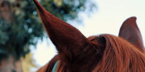 Os cavalos gostam de ouvir música?