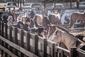 ABCCC acredita em retomada do mercado do cavalo Crioulo em 2020