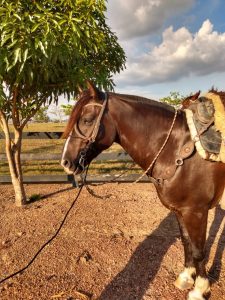 Gira Técnica do cavalo Crioulo volta a visitar estados no norte do país