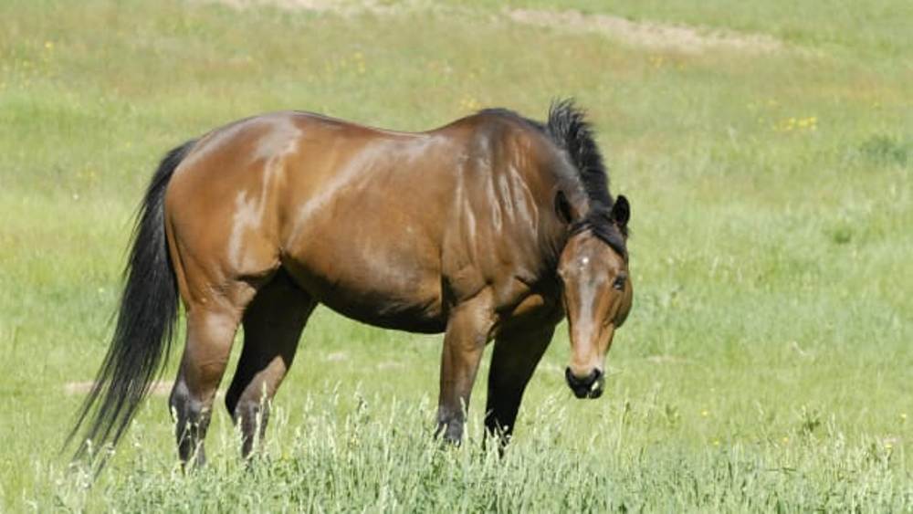 Gasto metabólico dos cavalos e sua influência na nutrição e performance