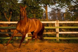 Como os cavalos enxergam e porque você precisa saber disso