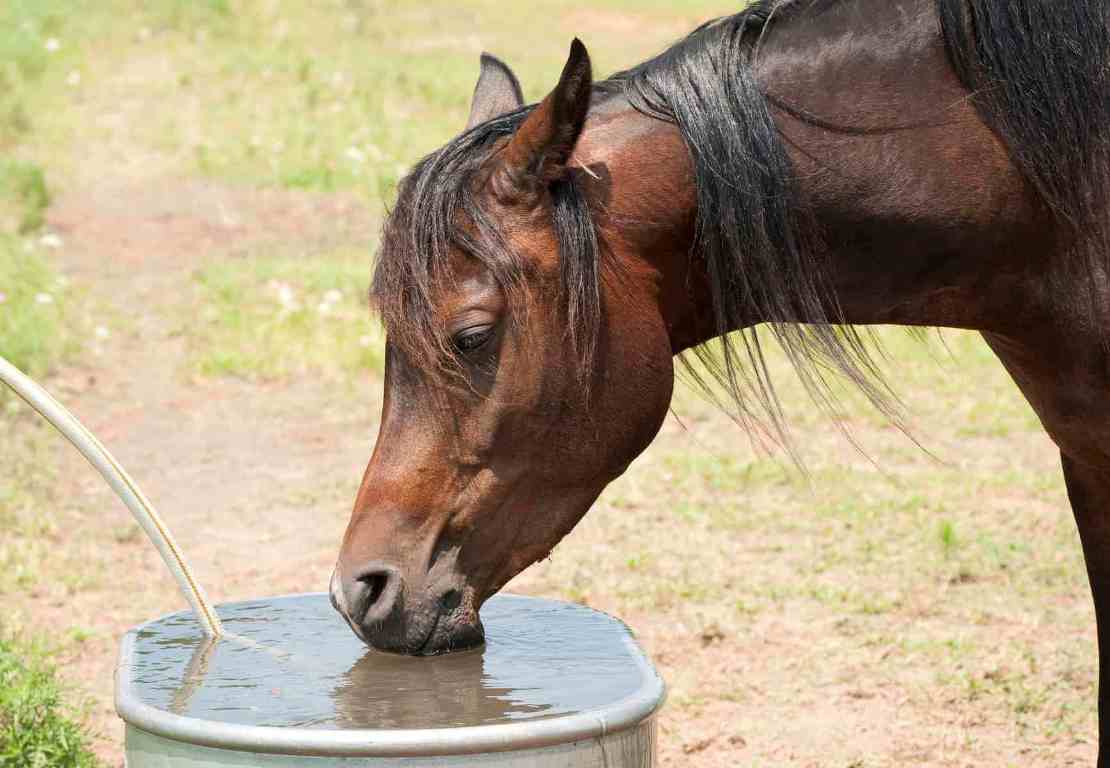 Hidratação: qual é a necessidade de água dos equinos?