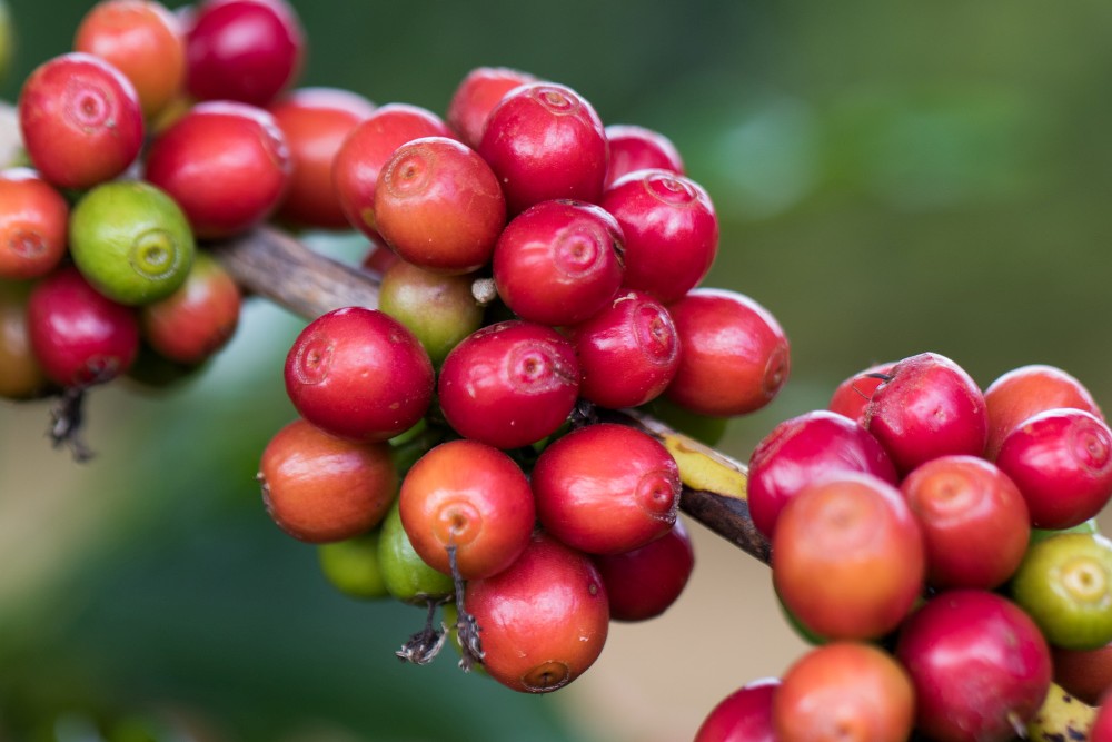 Café: exportação de 2020 deve ao menos se igualar à de 2019