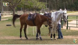 TV UC – O tempo dos cavalos