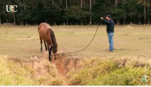 TV UC – Trabalho de chão para cavalos de cavalgada