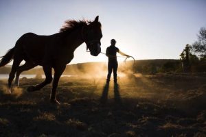 TV UC – Por que seu cavalo não faz o que você quer