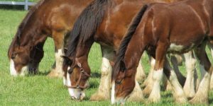 Confira 5 curiosidades sobre cavalos de tração