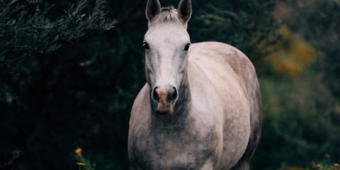 5 maneiras de definir metas para você e seu cavalo