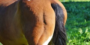 Confira 5 razões para o cavalo esfregar a cauda