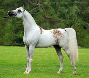 Você conhece a lenda da marca de sangue no cavalo Árabe?