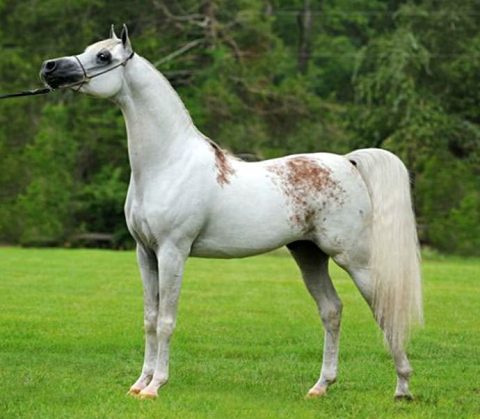 Você conhece a lenda da marca de sangue no cavalo Árabe?