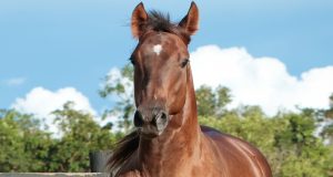 Conheça a ST Cajuska, a primeira filha do Aim Ta Fame com a ST Cajuína