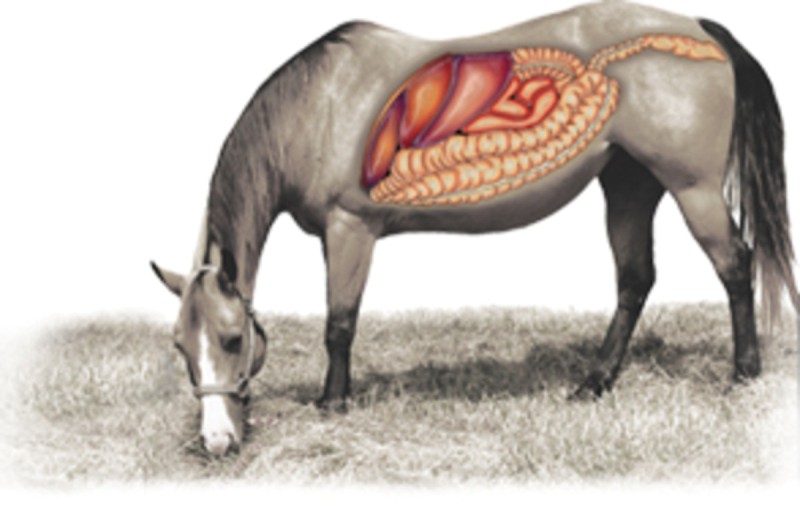 Como proteger seu cavalo do coronavírus