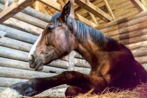 Como proteger seu cavalo do coronavírus