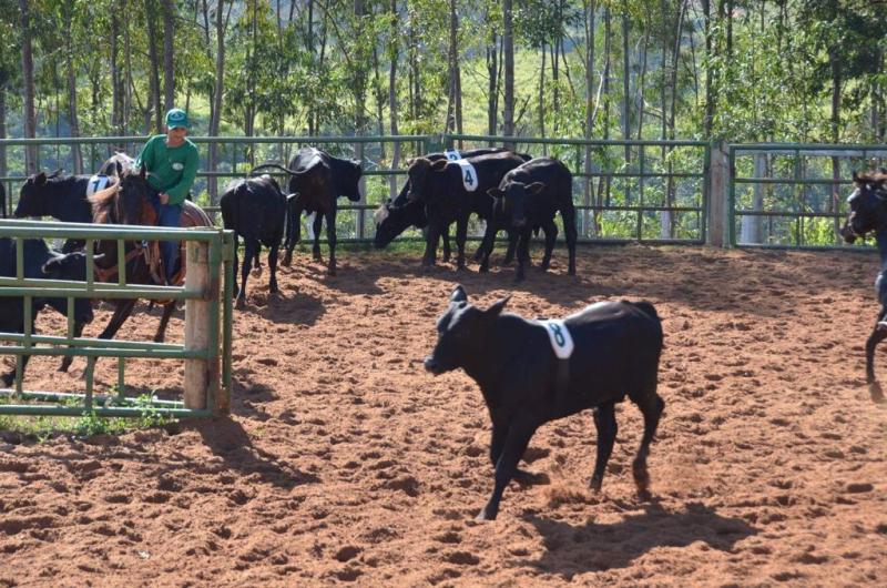 Confira os cuidados primordiais de manejo para o bem-estar do gado 