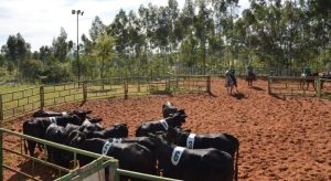 Confira os cuidados primordiais de manejo para o bem-estar do gado