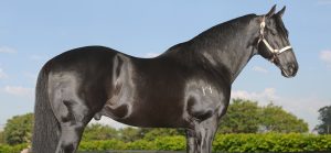 Conheça Dashin Bye, o garanhão preto de registro