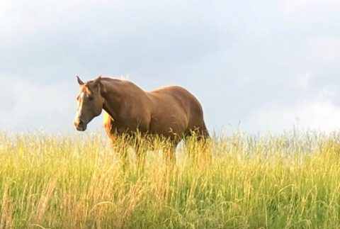 Dia da Saudade: veja uma homenagem aos grandes cavalos da história