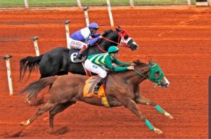 Dois cavalos brasileiros premiados pela AQHA Racing