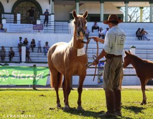 Núcleo de Cavalos Crioulos de Dom Pedrito tem nova diretoria