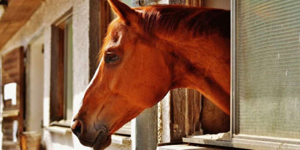 Os benefícios da cúrcuma para cavalos