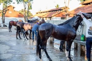 ABCCMM alerta sobre os cuidados para amenizar os efeitos do calor no seu Marchador