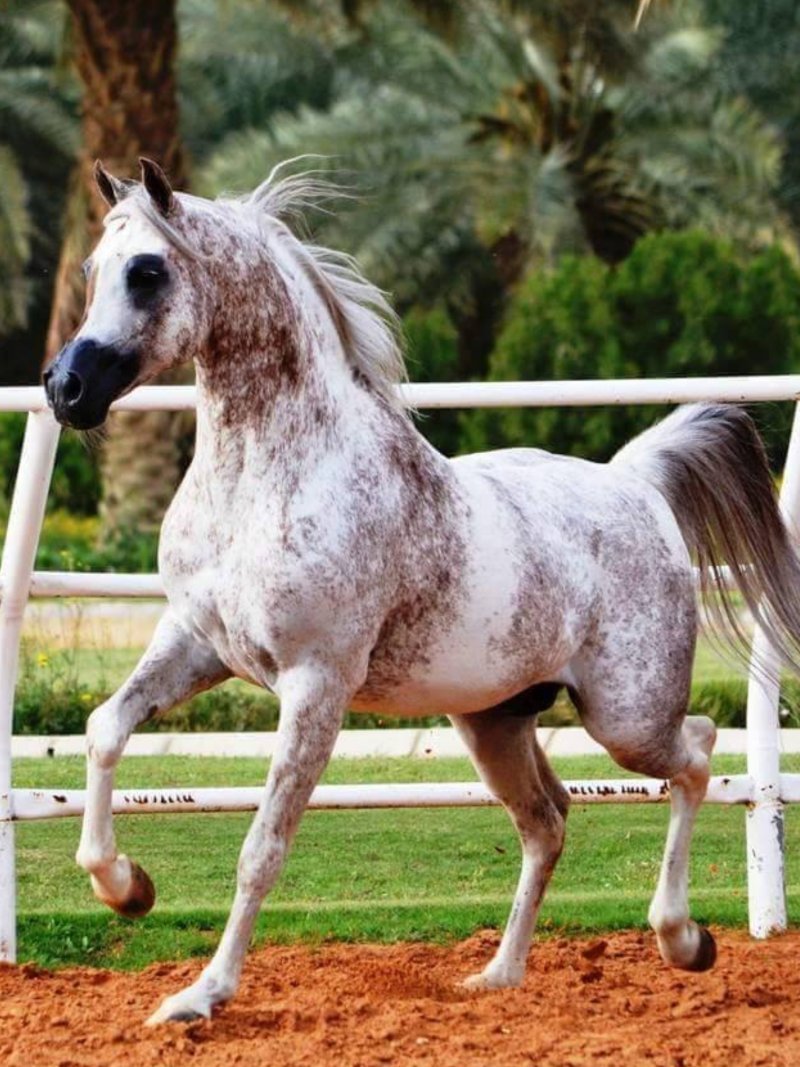 Quantos Litros De Sangue Tem Um Cavalo - RETOEDU