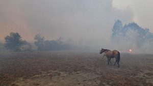 “Parece o fim do mundo”, diz proprietária de centro equestre sobre incêndios na Austrália