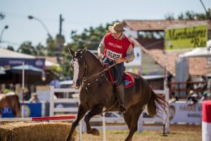 Cavalo Mangalarga Marchador fecha 2019 com saldo positivo