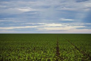 Crescimento da produção agrícola deve baixar o preço dos alimentos na próxima década