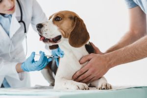 Prêmio Veterinário do Ano Vetnil 2019 já está com votação aberta