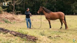 Exercícios de chão que são úteis para o cavalo de cavalgada