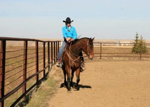 Posição de cabeça e pescoço e seus efeitos no corpo do cavalo