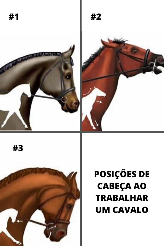 Posição da cabeça e pescoço e seus efeitos no corpo do cavalo