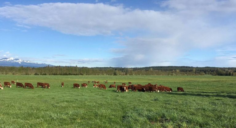 Novos padrões trazem benefícios econômicos e melhoras para o bem-estar animal