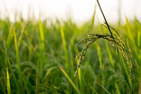 Produção global de orgânicos cresce 11% entre 2000 e 2017
