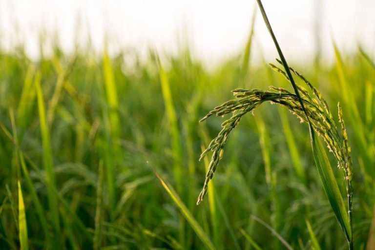 Produção global de orgânicos cresce 11% entre 2000 e 2017