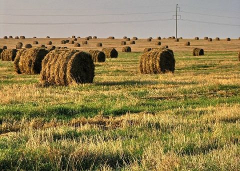 Femec realiza 2º Encontro de Mulheres do Agronegócio