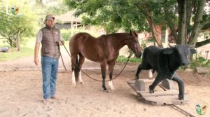 TV UC – Cavalo que tem medo das coisas