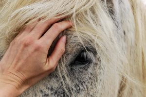 TV UC – O excesso de humanização dos cavalos