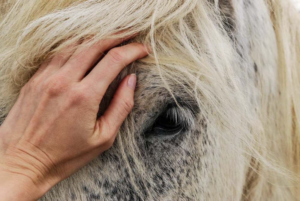 O excesso de humanização dos cavalos