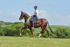 5º Leilão Haras Tarlim oferta Sela de Ouro da Raça Mangalarga