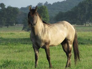 As vitaminas são pequenas, porém de grande importância para os cavalos