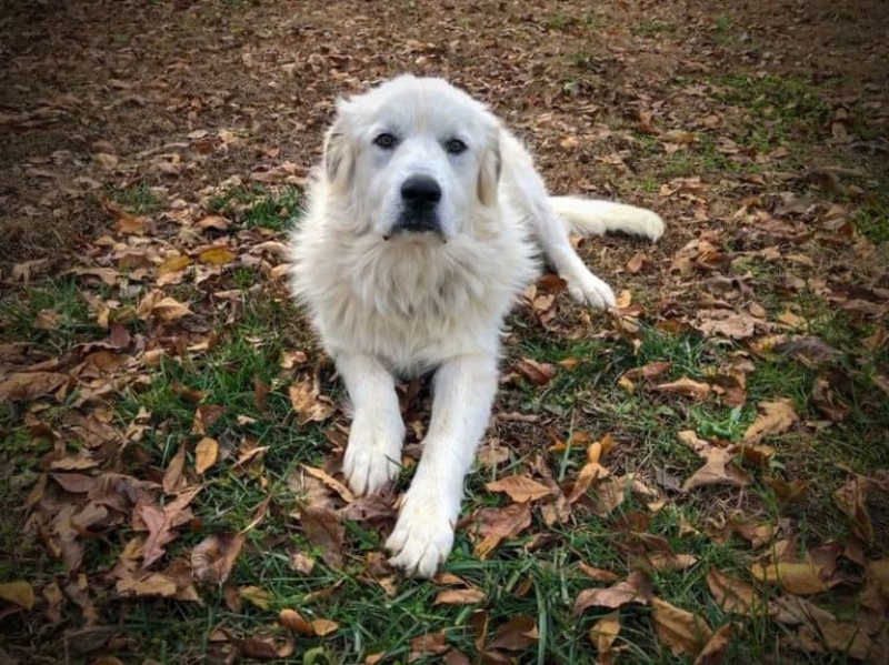 Cão de Montanha dos Pirenéus