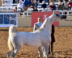 Proprietários e criadores brasileiros conquistam prêmios no Scottsdale Arabian Horse Show