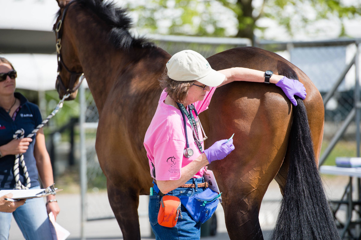 Eventos equestres que zelam pelo bem-estar animal fazem controle do doping
