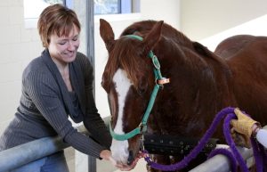 Garrotilho é uma doença bacteriana que acomete equinos
